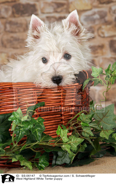 West Highland White Terrier Welpe / West Highland White Terrier puppy / SS-06147