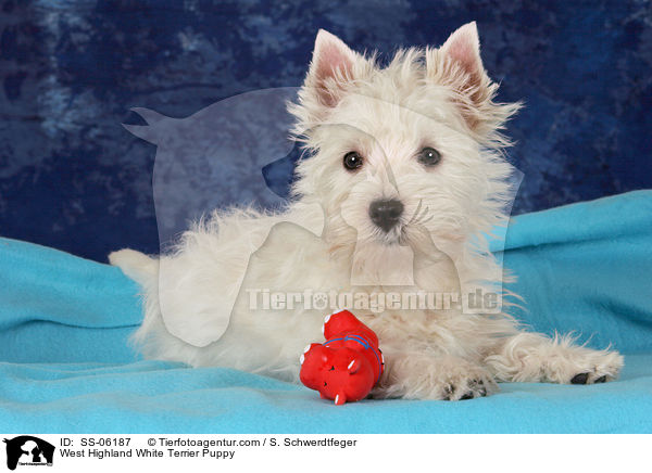 West Highland White Terrier Welpe / West Highland White Terrier Puppy / SS-06187