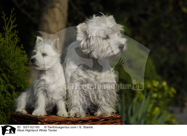 West Highland White Terrier / West Highland White Terrier / SST-02190