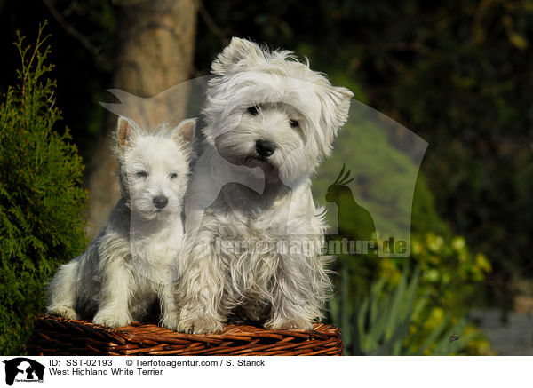 West Highland White Terrier / West Highland White Terrier / SST-02193
