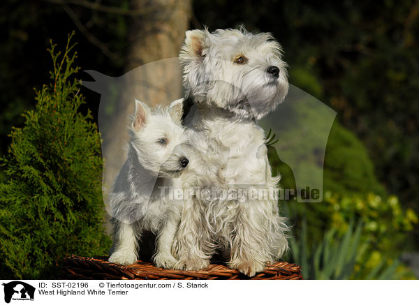 West Highland White Terrier / West Highland White Terrier / SST-02196