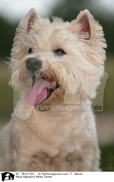 West Highland White Terrier / West Highland White Terrier / TB-01144