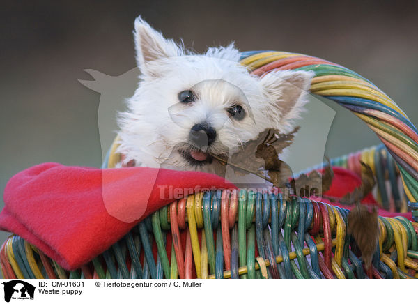 West Highland White Terrier Welpe / Westie puppy / CM-01631