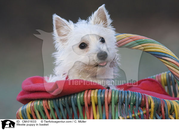 West Highland White Terrier Welpe im Krbchen / Westie puppy in basket / CM-01633