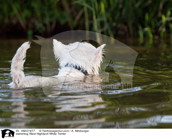 schwimmender West Highland White Terrier / swimming West Highland White Terrier / AM-01977