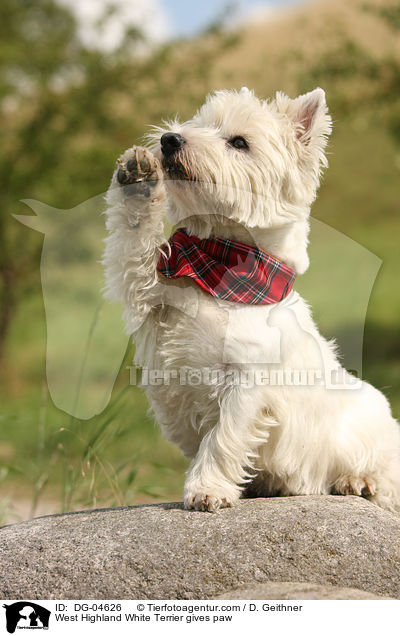 West Highland White Terrier gibt Pftchen / West Highland White Terrier gives paw / DG-04626