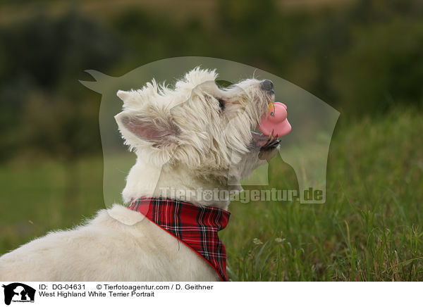 West Highland White Terrier Portrait / West Highland White Terrier Portrait / DG-04631