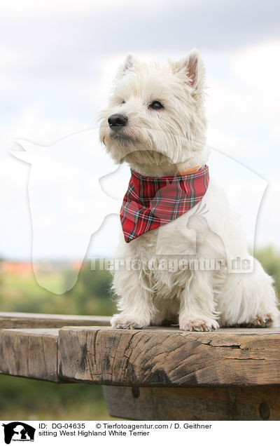 sitzender West Highland White Terrier / sitting West Highland White Terrier / DG-04635