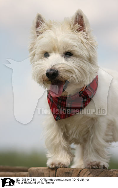 West Highland White Terrier / West Highland White Terrier / DG-04638