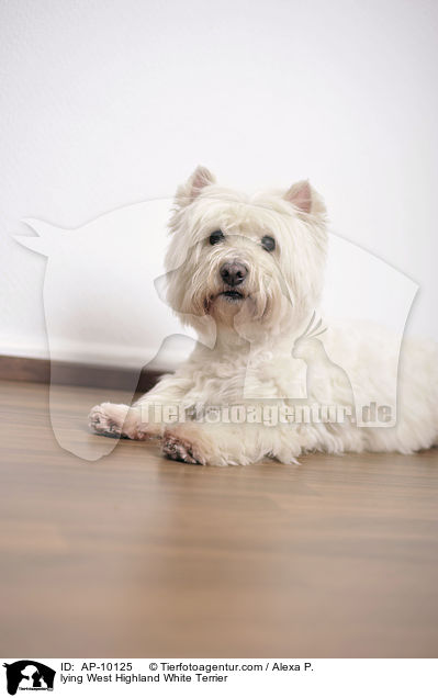 liegender West Highland White Terrier / lying West Highland White Terrier / AP-10125