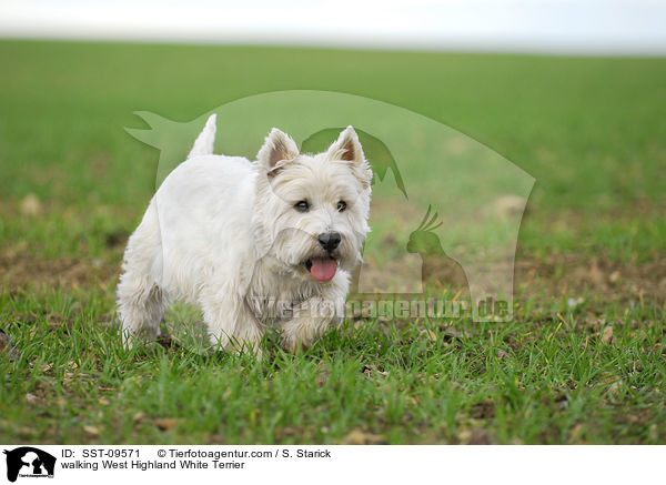 laufender West Highland White Terrier / walking West Highland White Terrier / SST-09571