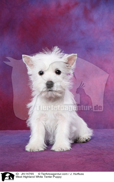 West Highland White Terrier Welpe / West Highland White Terrier Puppy / JH-14765