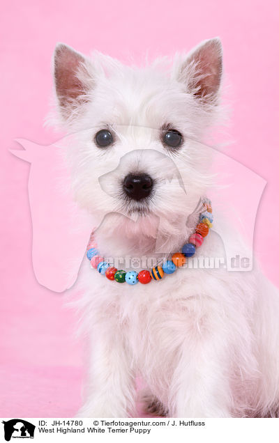West Highland White Terrier Welpe / West Highland White Terrier Puppy / JH-14780