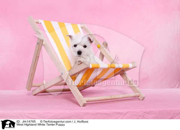 West Highland White Terrier Welpe / West Highland White Terrier Puppy / JH-14785