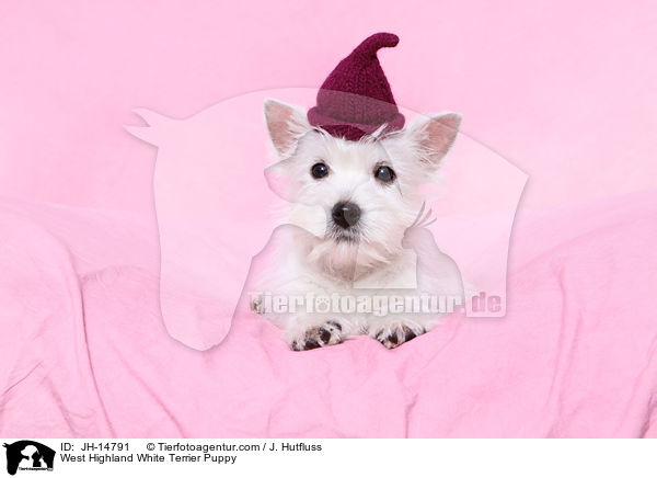 West Highland White Terrier Welpe / West Highland White Terrier Puppy / JH-14791