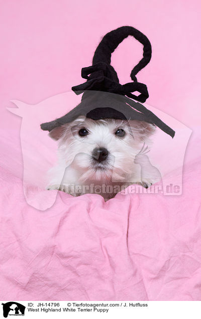 West Highland White Terrier Welpe / West Highland White Terrier Puppy / JH-14796