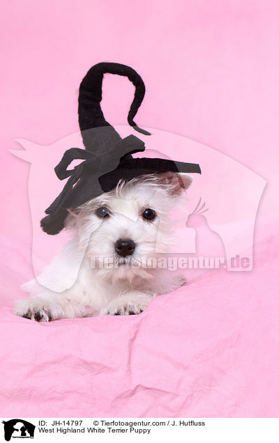 West Highland White Terrier Welpe / West Highland White Terrier Puppy / JH-14797