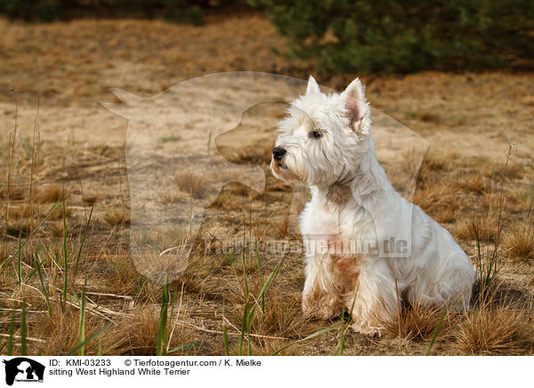 sitzender West Highland White Terrier / sitting West Highland White Terrier / KMI-03233
