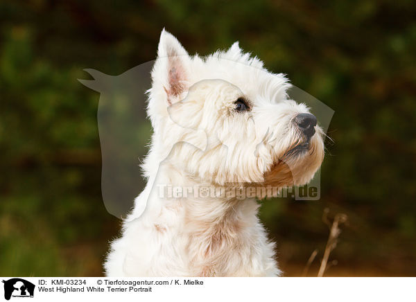 West Highland White Terrier Portrait / West Highland White Terrier Portrait / KMI-03234