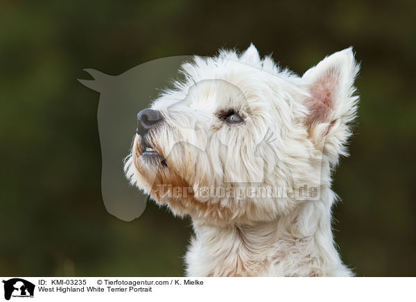 West Highland White Terrier Portrait / West Highland White Terrier Portrait / KMI-03235