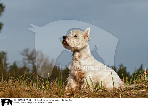sitzender West Highland White Terrier / sitting West Highland White Terrier / KMI-03238