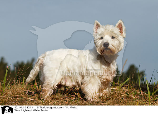 West Highland White Terrier / West Highland White Terrier / KMI-03243