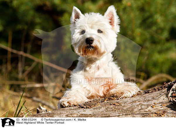 West Highland White Terrier Portrait / West Highland White Terrier Portrait / KMI-03244
