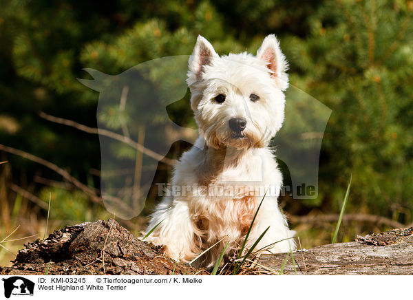 West Highland White Terrier / West Highland White Terrier / KMI-03245