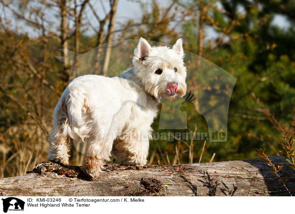 West Highland White Terrier / West Highland White Terrier / KMI-03246