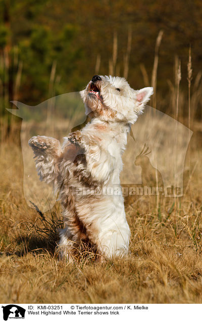 West Highland White Terrier macht Mnnchen / West Highland White Terrier shows trick / KMI-03251