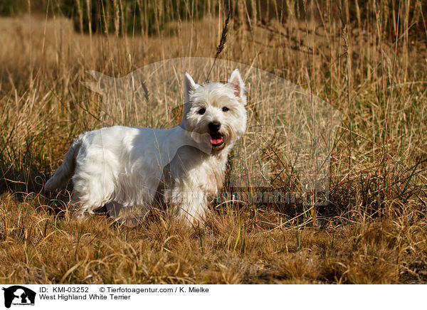 West Highland White Terrier / West Highland White Terrier / KMI-03252
