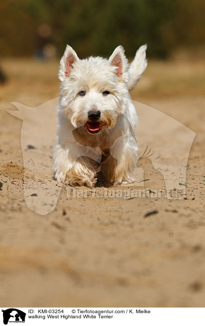 laufender West Highland White Terrier / walking West Highland White Terrier / KMI-03254