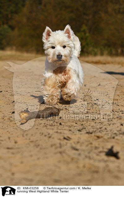 rennender West Highland White Terrier / running West Highland White Terrier / KMI-03258