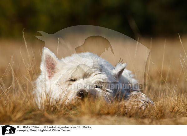 schlafender West Highland White Terrier / sleeping West Highland White Terrier / KMI-03264