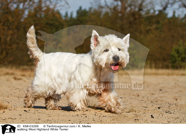 laufender West Highland White Terrier / walking West Highland White Terrier / KMI-03266