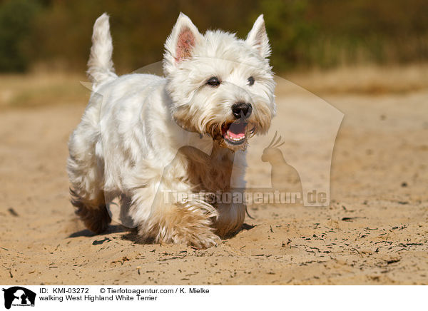laufender West Highland White Terrier / walking West Highland White Terrier / KMI-03272