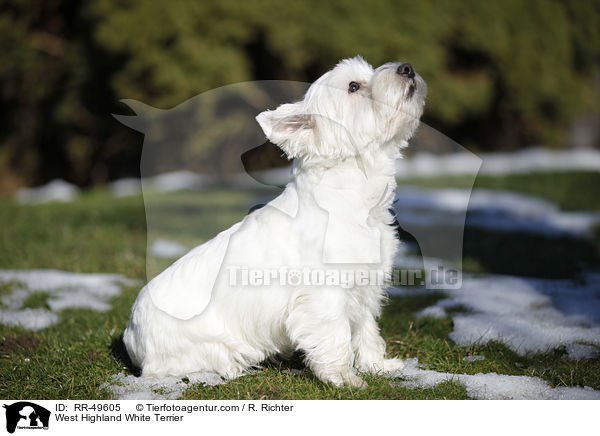 West Highland White Terrier / West Highland White Terrier / RR-49605