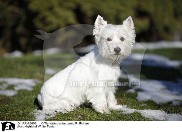 West Highland White Terrier / West Highland White Terrier / RR-49606
