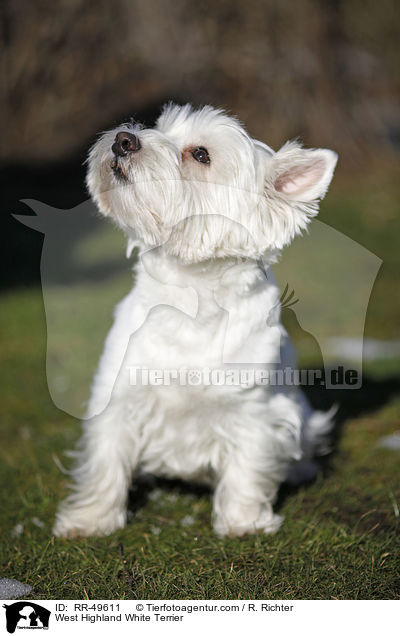West Highland White Terrier / West Highland White Terrier / RR-49611