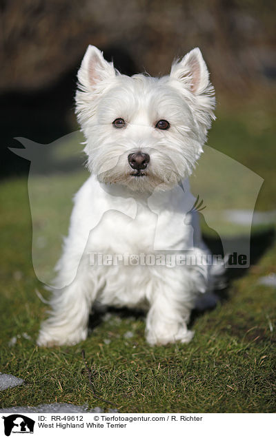 West Highland White Terrier / West Highland White Terrier / RR-49612