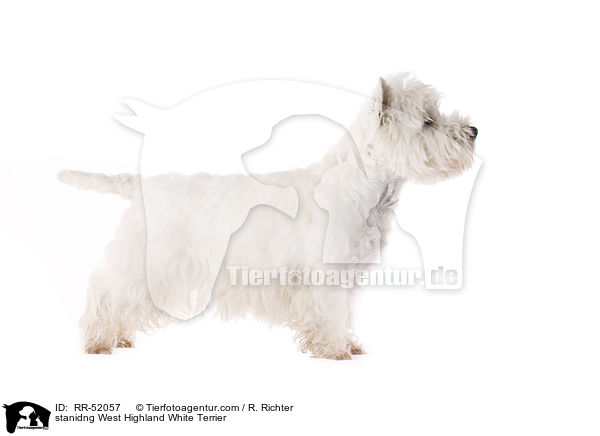 stehender West Highland White Terrier / stanidng West Highland White Terrier / RR-52057