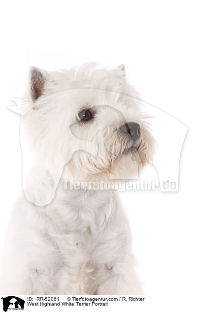 West Highland White Terrier Portrait / West Highland White Terrier Portrait / RR-52061
