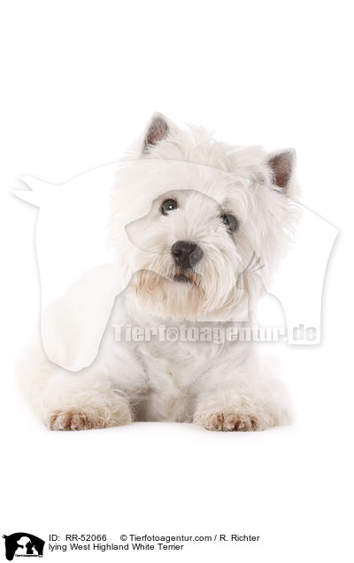 liegender West Highland White Terrier / lying West Highland White Terrier / RR-52066