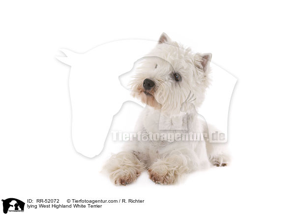liegender West Highland White Terrier / lying West Highland White Terrier / RR-52072