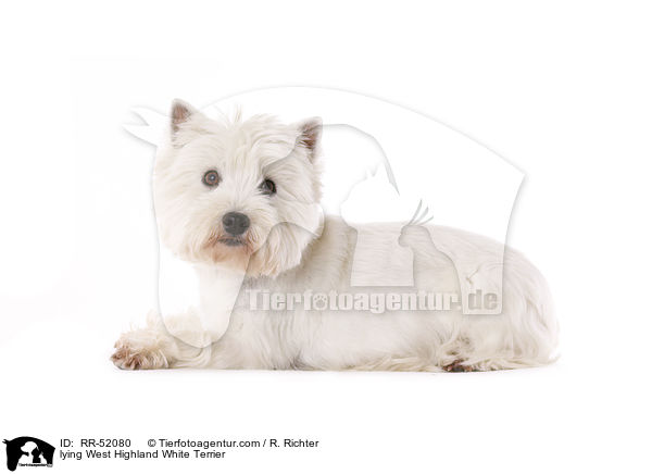 liegender West Highland White Terrier / lying West Highland White Terrier / RR-52080