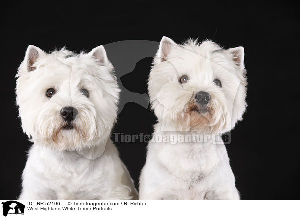 West Highland White Terrier Portrait / West Highland White Terrier Portraits / RR-52106