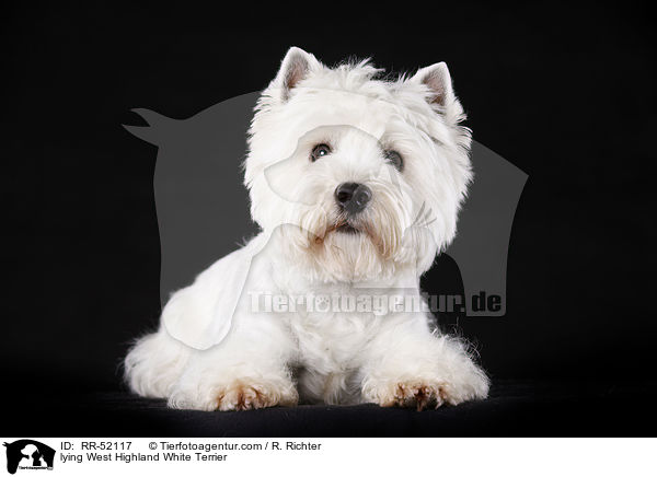 liegender West Highland White Terrier / lying West Highland White Terrier / RR-52117