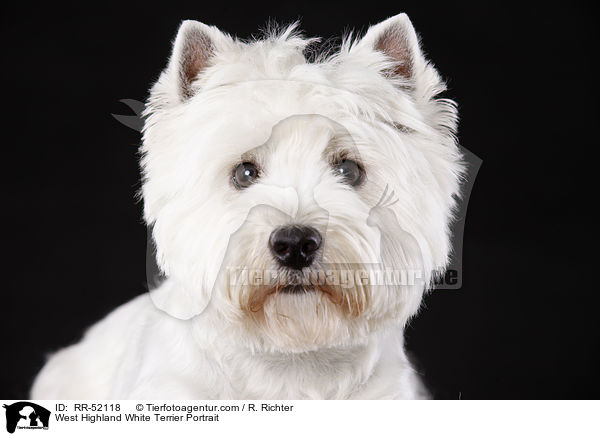 West Highland White Terrier Portrait / West Highland White Terrier Portrait / RR-52118