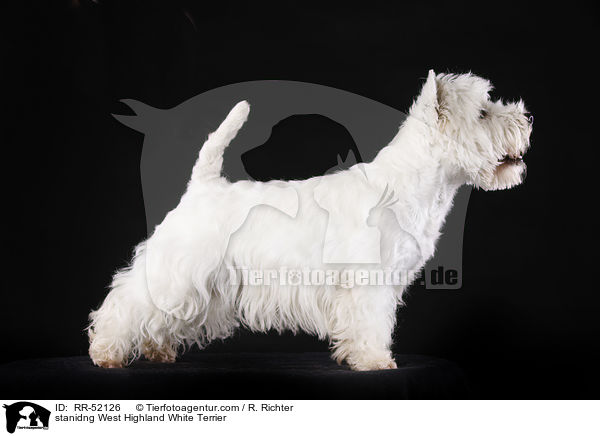 stehender West Highland White Terrier / stanidng West Highland White Terrier / RR-52126