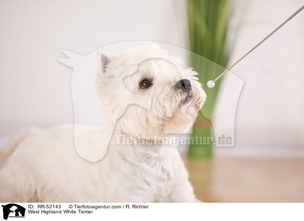 West Highland White Terrier / West Highland White Terrier / RR-52143